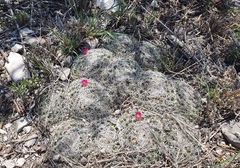 Mammillaria perbella
