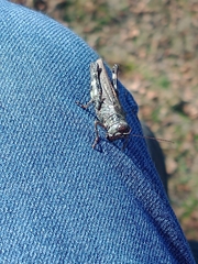 Melanoplus punctulatus