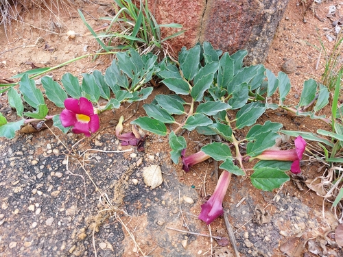 Image of Harpagophytum zeyheri by (c) Manuel R Popp, some rights reserved (CC BY)