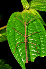 Hypocyrtus ornatissimus