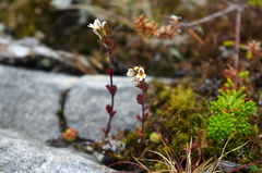 Euphrasia wettsteinii