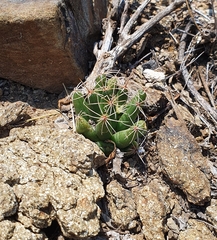 Mammillaria longimamma