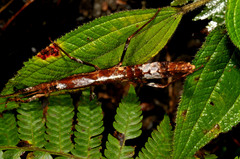 Hypocyrtus ornatissimus