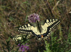 Papilio machaon