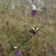 Papilio machaon