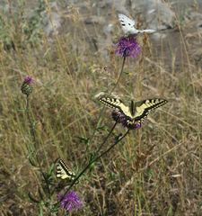 Papilio machaon