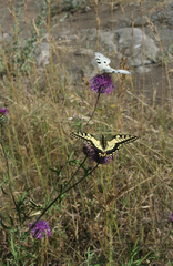 Papilio machaon