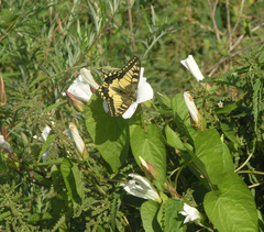 Papilio machaon