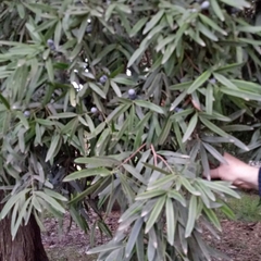 Podocarpus neriifolius