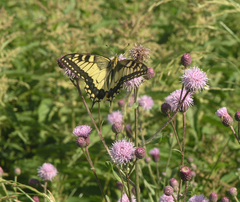 Papilio machaon