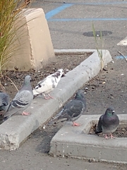 Columba livia