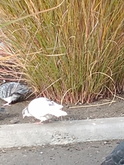 Columba livia