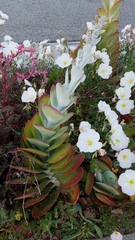 Kalanchoe luciae