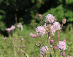 Cirsium arvense