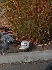 Columba livia