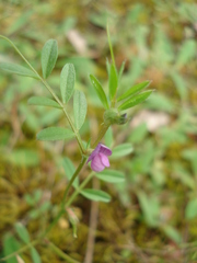 Vicia lathyroides