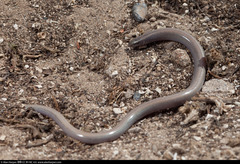 Anniella geronimensis