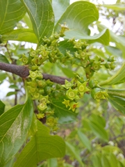 Vangueria madagascariensis