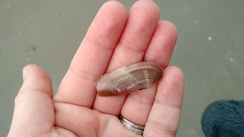 Siliqua costata