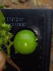 Vangueria madagascariensis