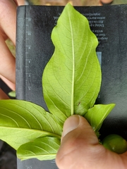 Vangueria madagascariensis