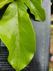 Vangueria madagascariensis