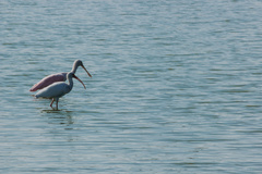 Platalea ajaja