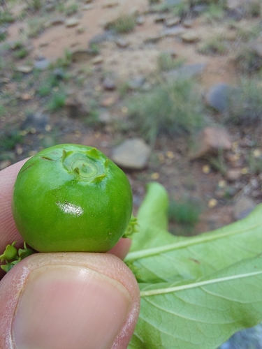 Image of Vangueria madagascariensis by (c) Manuel R Popp, some rights reserved (CC BY)