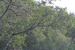 Harpephyllum caffrum