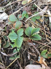Fragaria × ananassa