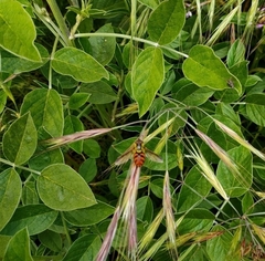 Chrysotoxum triarcuatum