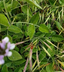 Chrysotoxum triarcuatum