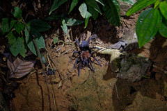 Lasiodora carinata
