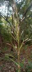 Andropogon gayanus