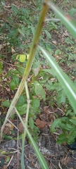 Andropogon gayanus
