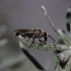 Leioproctus alleynae
