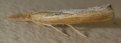 Pediasia dorsipunctellus