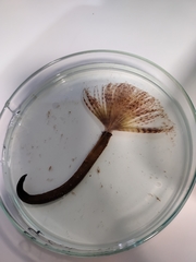 Sabella spallanzanii