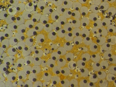 Sabella spallanzanii