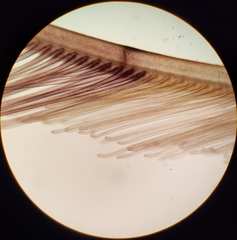 Sabella spallanzanii