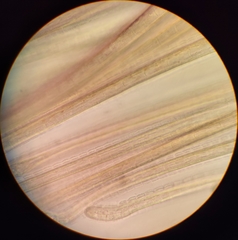 Sabella spallanzanii