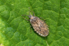 Tingis pilosa