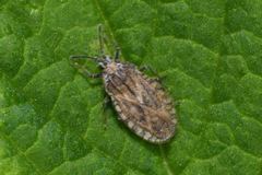 Tingis pilosa