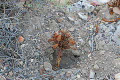 Aphyllon corymbosum corymbosum