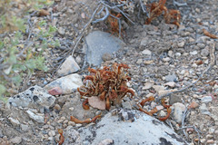 Aphyllon corymbosum corymbosum