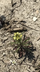 Erysimum repandum