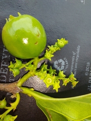 Vangueria madagascariensis