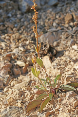 Penstemon pachyphyllus congestus