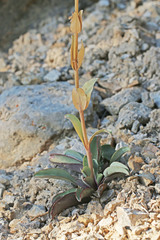Penstemon pachyphyllus congestus