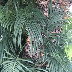 Cycas circinalis